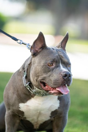 Male and adult American Bully dog