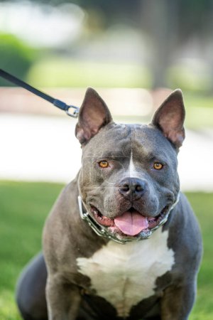 Male and adult American Bully dog