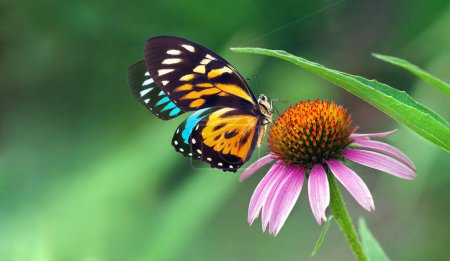 Echinacea purpurea flower in the garden. Colorful tropical butterfly on echinacea flower. Coneflower