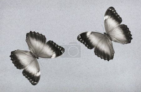 Foto de Mariposas morfo tropicales sobre papel gris. - Imagen libre de derechos