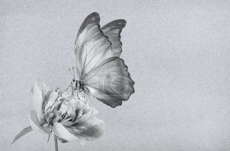 Foto de Mariposas morfo tropicales sobre papel gris. - Imagen libre de derechos
