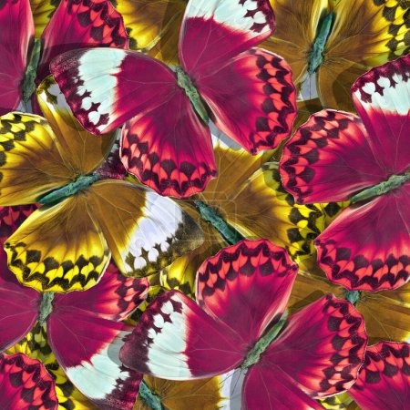 Photo for Pattern of red and brown morpho butterflies. Bright butterflies texture background - Royalty Free Image