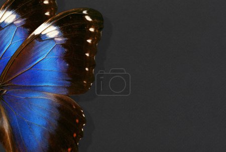 Photo for Wings of bright blue tropical morpho butterfly on black. black paper texture background. copy space - Royalty Free Image