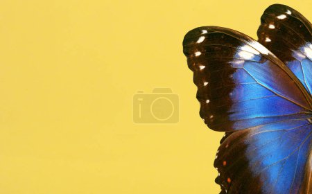 Foto de Alas de morfo azul brillante mariposa tropical sobre amarillo. fondo de textura de papel amarillo. espacio de copia - Imagen libre de derechos