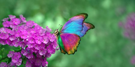 Photo for Colorful morpho butterfly on phlox flower in the garden - Royalty Free Image