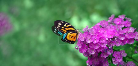 colorful tropical butterfly on phlox flower in the garden