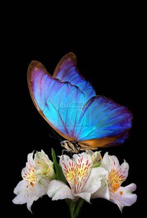 Photo for Blue tropical morpho butterfly on white freesia flowers in water drops isolated on black. close up. - Royalty Free Image