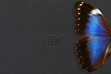 Foto de Alas de mariposa morfo tropical azul sobre fondo de papel negro. espacio de copia - Imagen libre de derechos