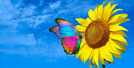 Photo for Bright colorful morpho butterfly sitting on a sunflower against a blue sky. butterfly on a flower. copy space - Royalty Free Image