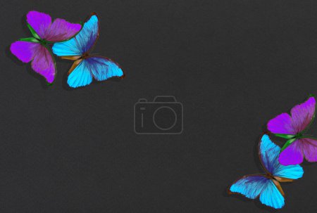 Photo for Bright colorful morpho butterflies on black paper background - Royalty Free Image