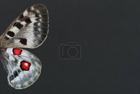 Foto de Alas de mariposa apollo brillante sobre fondo de papel negro. espacio de copia - Imagen libre de derechos
