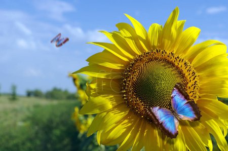Photo for Bright blue tropical morpho butterfly on a sunflower - Royalty Free Image