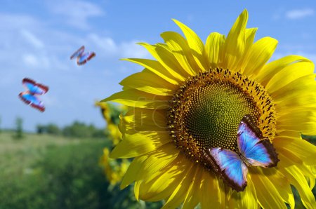 Photo for Bright blue tropical morpho butterfly on a sunflower - Royalty Free Image
