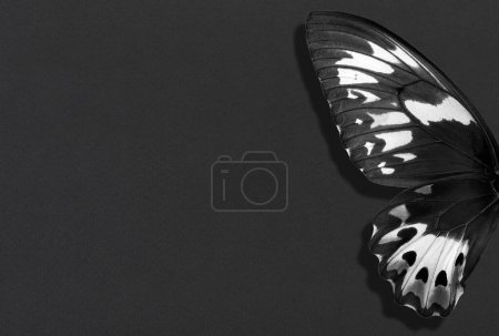 Photo for Wings of tropical butterfly on black paper background. copy space - Royalty Free Image