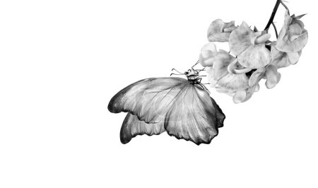 Photo for Bright tropical morpho butterfly on orchid flowers. butterfly on flowers black and white - Royalty Free Image
