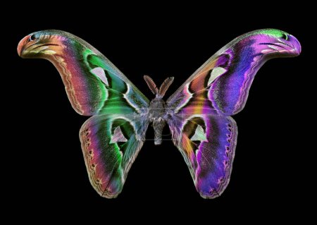 Photo for All colors of the rainbow. Beautiful colorful butterfly Attacus atlas isolated on black. Atlas moth. - Royalty Free Image