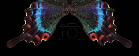 Photo for Bright colorful wings of tropical butterfly on black. Papilio maackii. Alpine black swallowtail. - Royalty Free Image