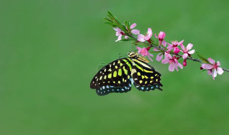 Colorful spotted tropical butterfly on pink sakura blossom branch in the garden. Copy space. Graphium agamemnon butterfly. Green-spotted triangle. Tailed green jay