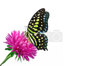 Colorida mariposa tropical manchada en flor de astra roja aislada en blanco. Copiar espacio. Graphium agamemnon mariposa. Triángulo manchado de verde. Mermelada de cola verde.