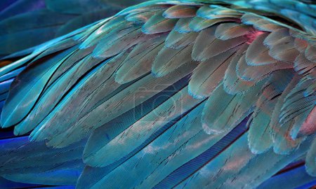 Foto de Fondo abstracto natural. Fondo azul natural. Patrón de plumas de guacamayo. Las plumas brillantes de colores de un loro. primer plano del ala de aves tropicales
. - Imagen libre de derechos