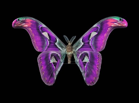 Attacus atlas. Polilla Atlas. Colorida mariposa tropical púrpura Atlas aislada en negro.