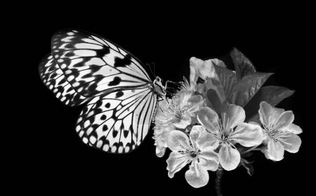Jasny tropikalny motyl na białych jabłkach odizolowanych na czarno. Motyl ryżowy. Duża nimfa drzewna. Biała nimfa motyl. Czerń i biel.