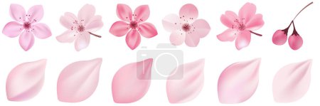 Illustration for Cherry blossom flower spring icon - Royalty Free Image