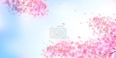 Cherry Blossoms Spring Petals Background