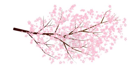 Cherry Blossoms Spring Petals Background