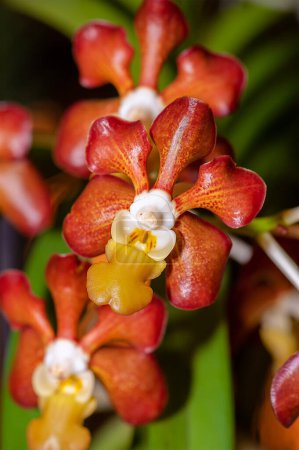 Foto de Colorful Exotic Orchid. Close-up of Vanda Brunnea, The Glossy Light Brown Vanda, on blurry background. - Imagen libre de derechos