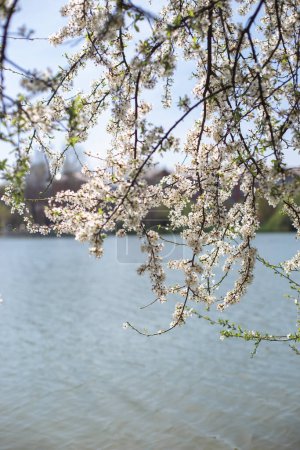 Téléchargez les photos : Floraison des arbres de printemps sur le fond de l'étang. Le concept de printemps fleuri, pollen, allergies - en image libre de droit
