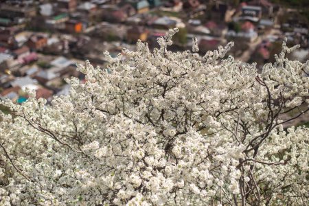 Téléchargez les photos : Floraison des arbres de printemps dans la ville. Le concept de printemps fleuri, pollen, allergies. - en image libre de droit