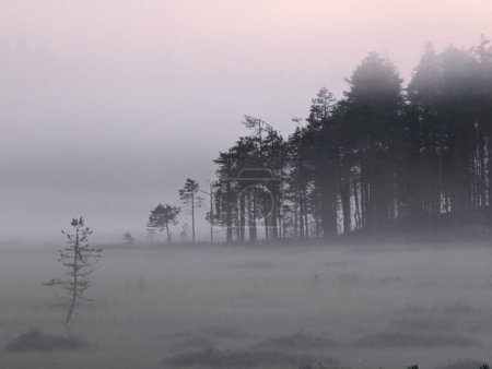 Téléchargez les photos : Forêt sombre avec brouillard et nuages. Photo de haute qualité - en image libre de droit