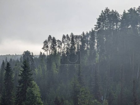 Téléchargez les photos : Forêt sombre avec brouillard et nuages. Photo de haute qualité - en image libre de droit