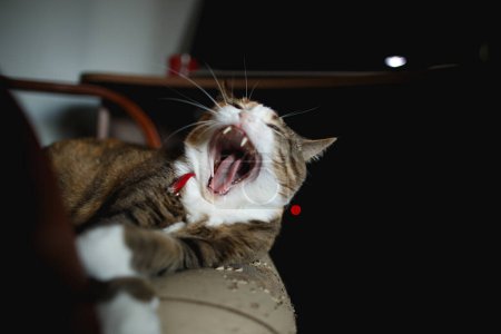 Foto de Gato de jengibre juguetón bosteza en una silla de cuero, que ella rasguñó y rasgó. Muebles que son estropeados por animales. - Imagen libre de derechos