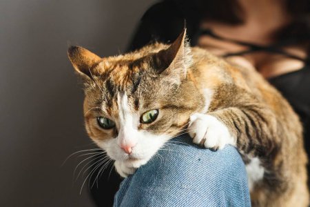Foto de Sly jengibre gato acostado en propietarios rodillas en casa, de cerca ver - Imagen libre de derechos