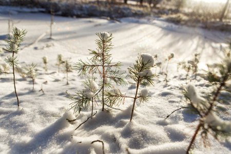 Foto de Soleado paisaje de bosque de nieve fresca. - Imagen libre de derechos
