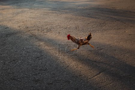 Foto de Un gallo corre sobre el asfalto de una manera divertida - Imagen libre de derechos