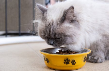 Photo for Beautiful cat eats dry food from a bowl - Royalty Free Image