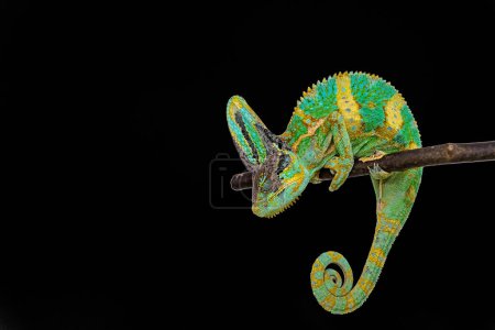 Lindo camaleón divertido - Chamaeleo calyptratus en una rama