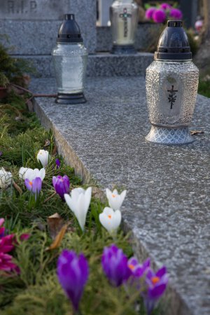 Foto de Velas en una lápida vieja y cocodrilos frescos de primavera que crecen en un lecho de flores en una lápida. - Imagen libre de derechos