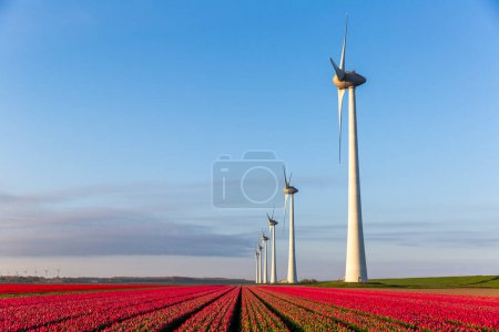 Téléchargez les photos : Champs de tulipes rouges et éoliennes dans la municipalité de Noordoostpolder, Flevoland, Pays-Bas - en image libre de droit