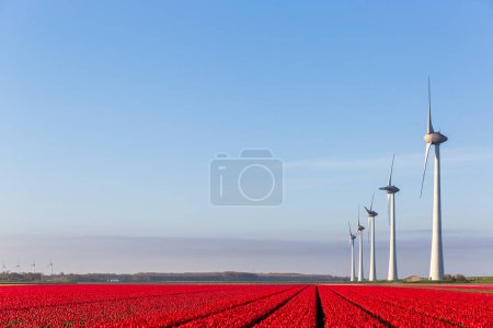Téléchargez les photos : Champs de tulipes rouges et éoliennes dans la municipalité de Noordoostpolder, Flevoland, Pays-Bas - en image libre de droit