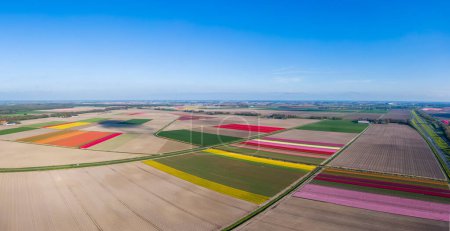 Téléchargez les photos : Vue aérienne du champ de tulipes rayé et coloré dans la municipalité de Noordoostpolder, Flevoland, Pays-Bas - en image libre de droit