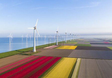 Téléchargez les photos : Vue aérienne des champs de tulipes et des éoliennes dans la municipalité de Noordoostpolder, Flevoland, Pays-Bas - en image libre de droit