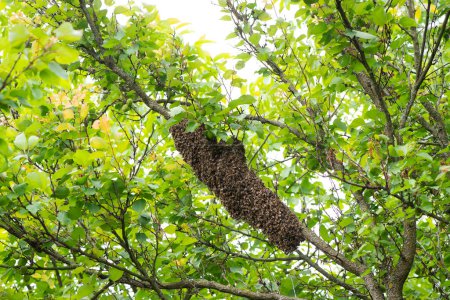 Ein Bienenschwarm hing an einem Aprikosenbaum im Garten