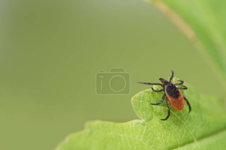 Photo for Parasitic deer tick waiting ona  green leaf with blurry nature background. Ixodes ricinus or scapularis. Closeup of hidden dangerous mite. Carrier of tick-borne diseases as encephalitis or Lyme disease. - Royalty Free Image