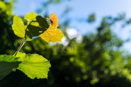 Photo for Closeup of small-leaved linden twig on a forest background with blue sky. Tilia cordata. Lime branch detail with playful shadows on leaves in summer nature with beautiful bokeh on blurred green trees. - Royalty Free Image