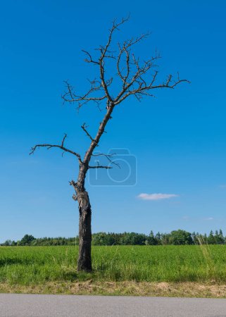 Photo for Lonely dry old tree in rural landscape on a blue sky background. Closeup of dead plant with rough trunk and bare weathered branches in green nature with road, field and forest at clear summer weather. - Royalty Free Image