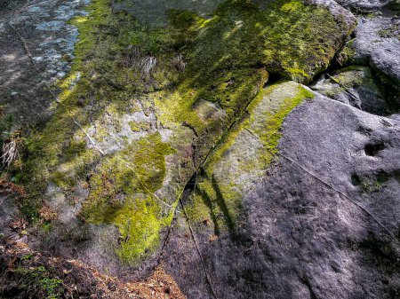 Foto de Fondo de textura de roca musgosa verde viejo - Imagen libre de derechos